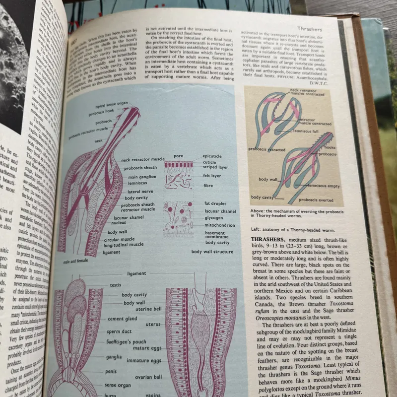 Encyclopedia of the Animal World 734448