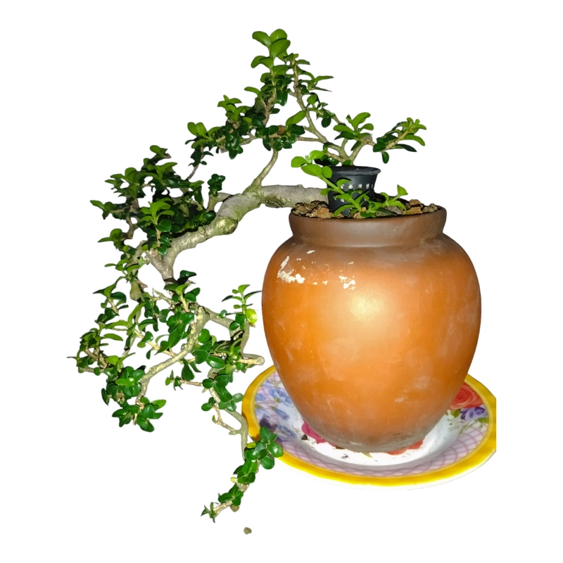 Cây cảnh Bonsai mini Sam Hương  338521