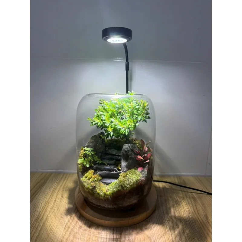 Bể terrarium nhà Xanh Zone 1063219