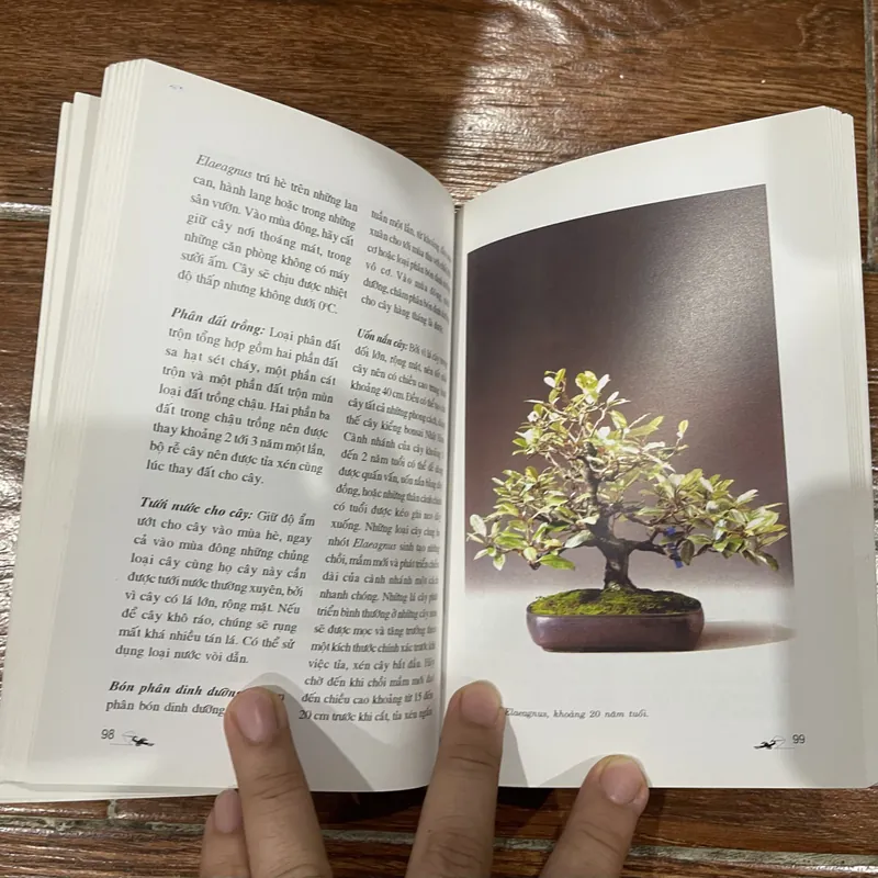 Cây kiểng Bonsai trong nhà (6) 715975