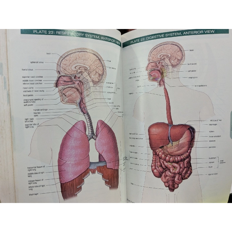 Stedman's Concise Medical Dictionary for the Healthy Professions 778101