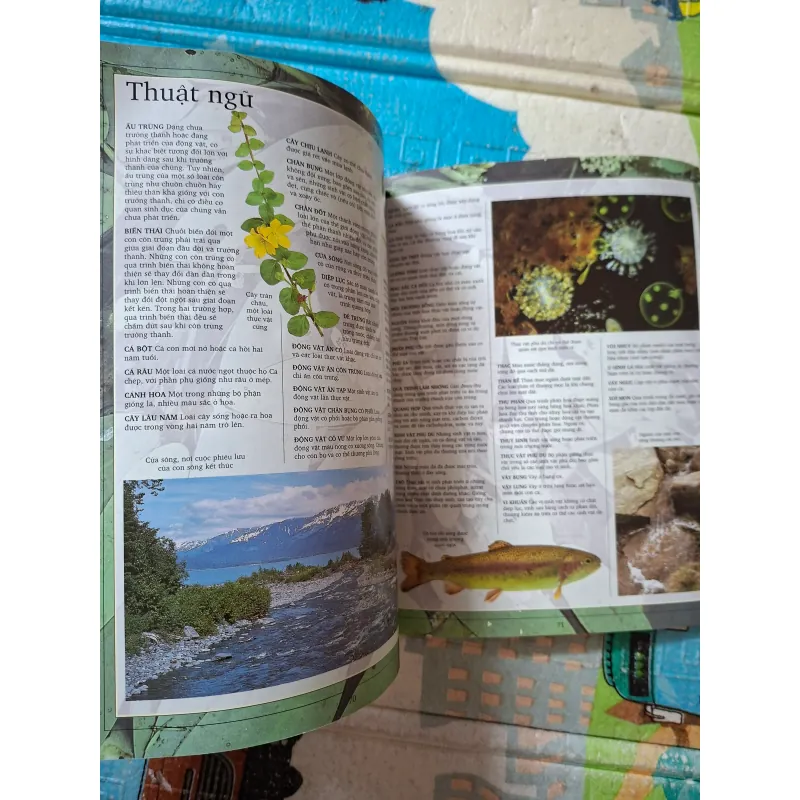 Động Thực Vật Ở Sông Hồ 993247