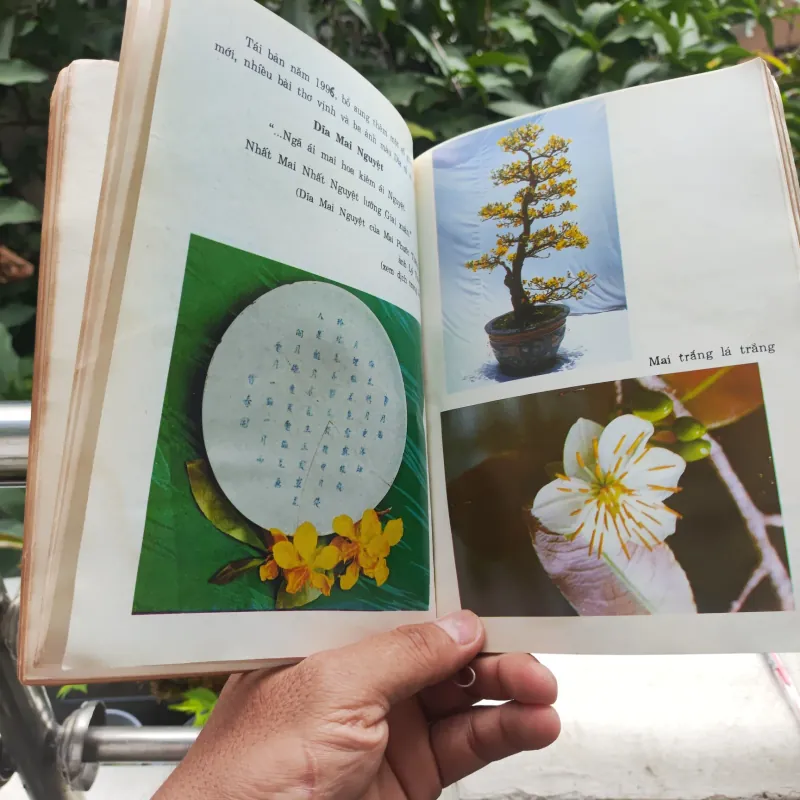 Kỹ Thuật Trồng Và Ghép Mai - Huỳnh Văn Thới 928913