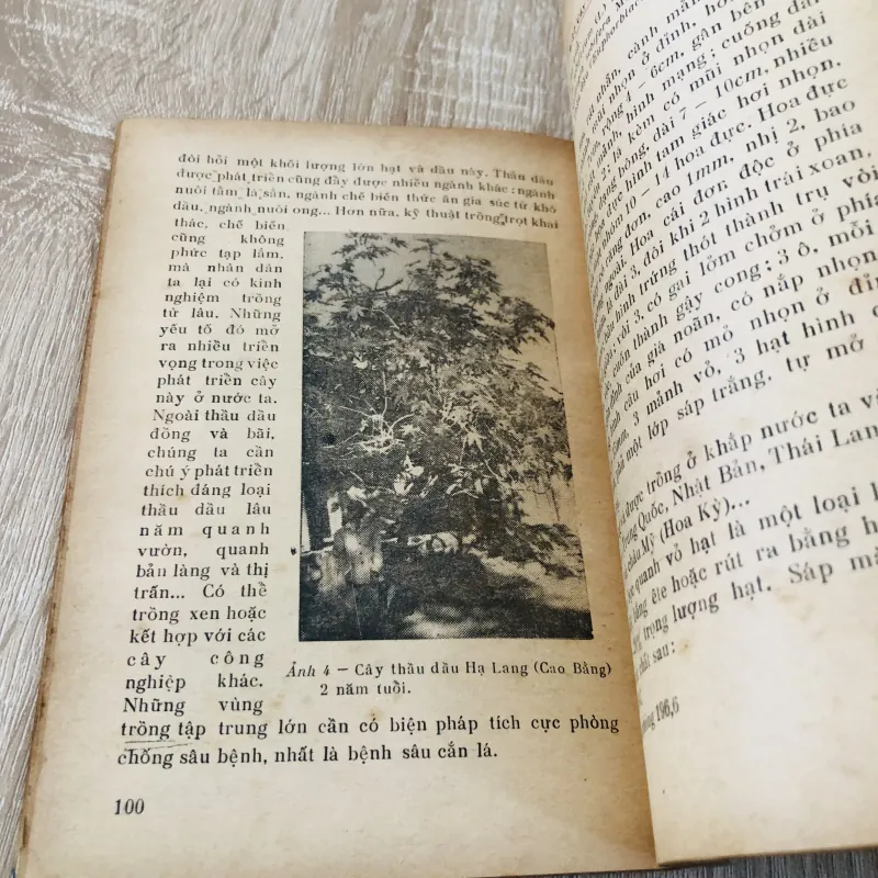 NHỮNG CÂY CÓ DẦU BÉO Ở VIỆT NAM  956949