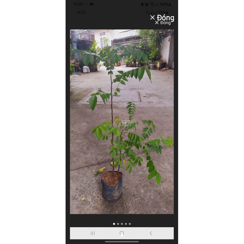 Cây khế chua , cây ươm hạt cao 50cm, như hình 501587