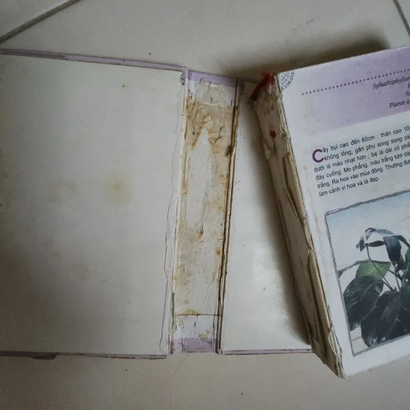 Sách Từ điển tranh về các loài cây 935060