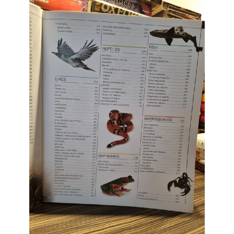 ANIMAL : The Definitive Visual Guide (DK) 286946