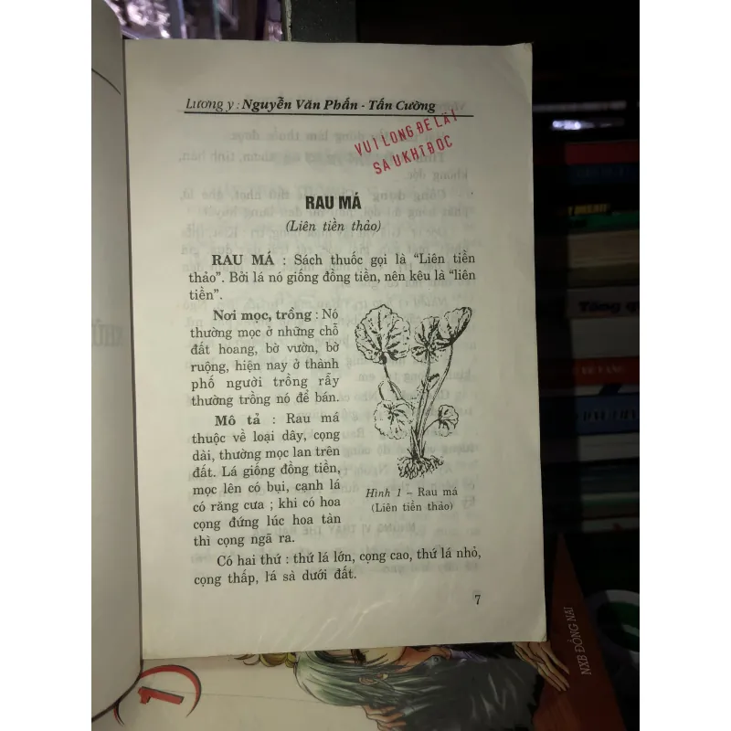 Những cây thuốc nam thông dụng dễ tìm và các bài thuốc gia truyền 781061