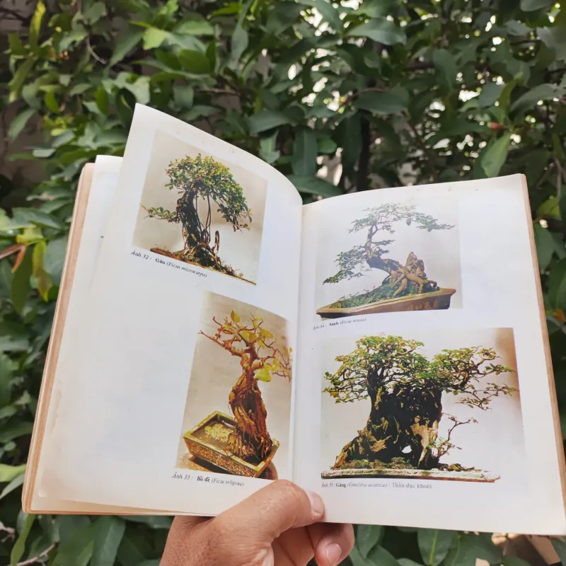 Bonsai Cây Kiểng Cổ - Trần Hợp 925345