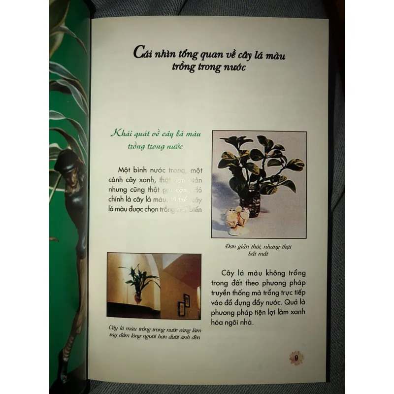 Kỹ thuật trồng hoa và cây lá trong nước 722961