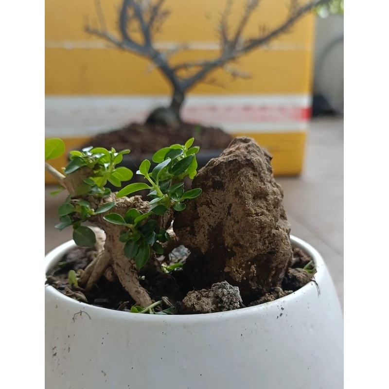 Sam hương ôm đá siêu mini 446280