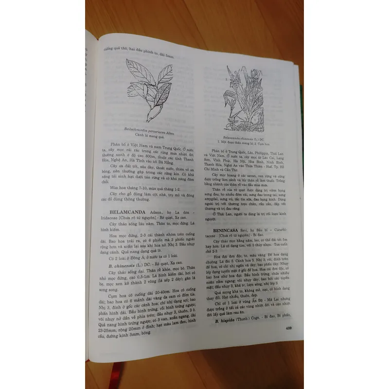 TỪ ĐIỂN THỰC VẬT THÔNG DỤNG TẬP 1 676003