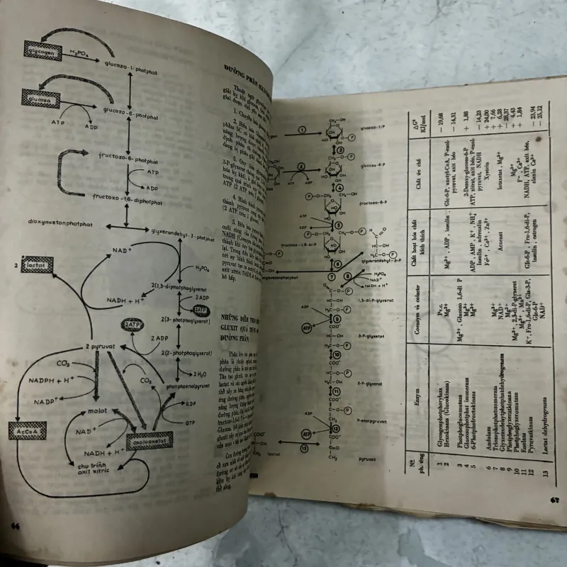 Sinh hoá học hiện đại theo sơ đồ - 1987s 1013285
