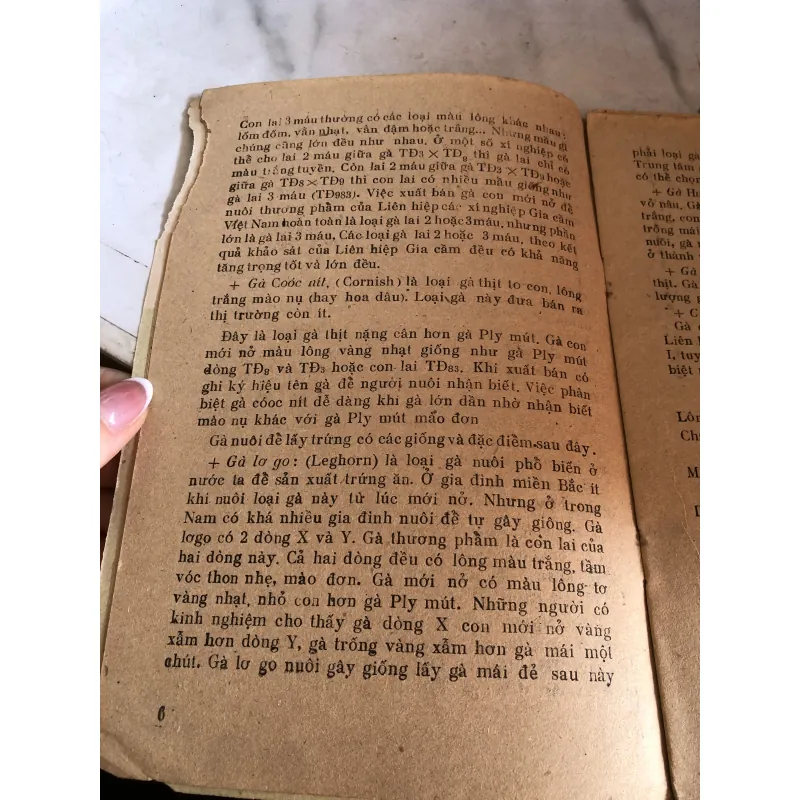 Úm gà con - Đào Đức Long 992598