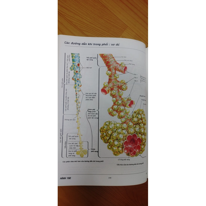 ATLAS GIẢI PHẪU NGƯỜI  541095