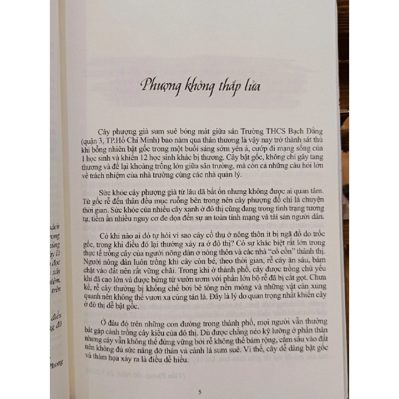 Bật gốc - Đại Dương 929951