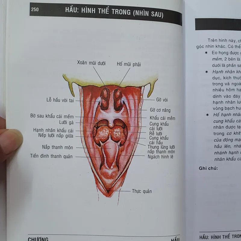GIẢI PHẪU ĐẦU MẶT , NGỰC BỤNG, CHI TRÊN DƯỚI  760731