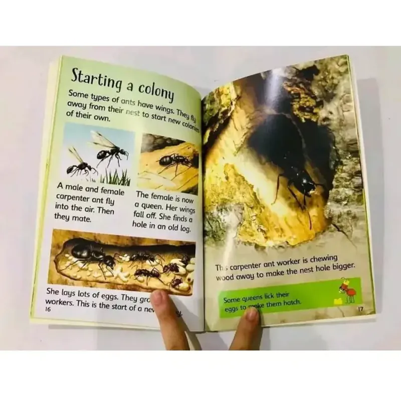 Sách - Usborne Beginners nature 10 cuốn full boxser, full color, usborne nature 1034037