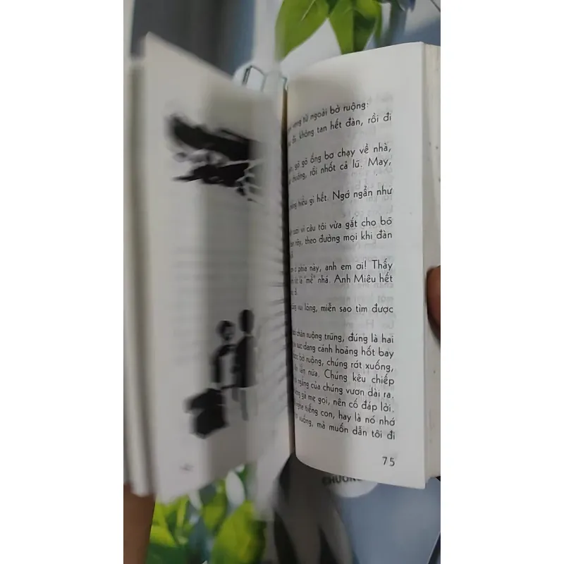 Hạt Chò Chỉ - Lê Minh 798479