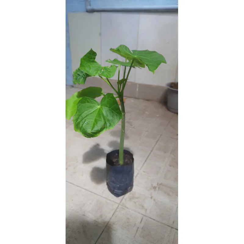 Cây đậu cọc rào, như hình 760975