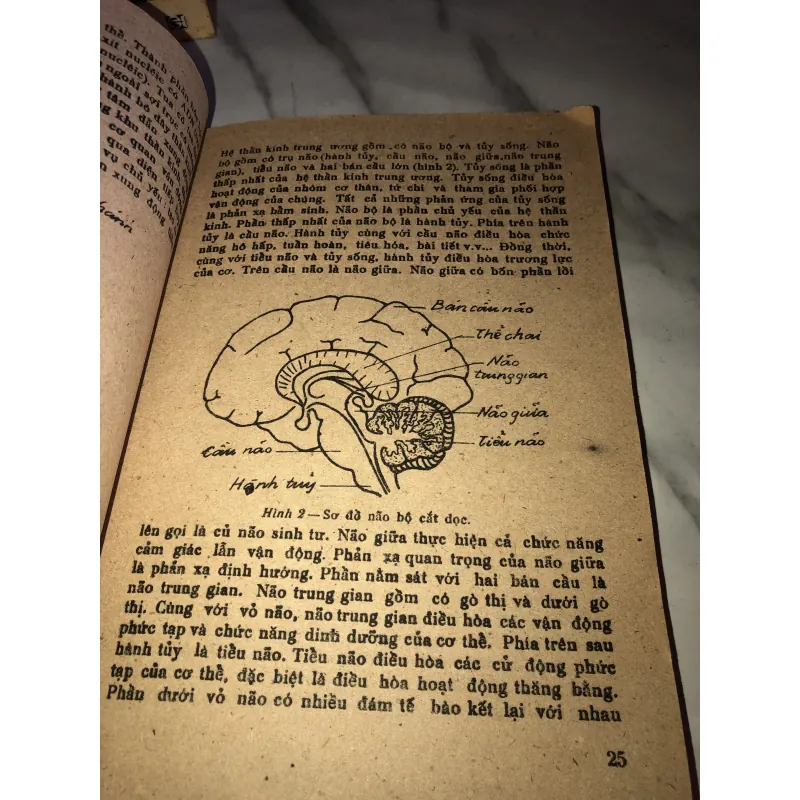 Thơ ca dân gian Việt Nam  990634