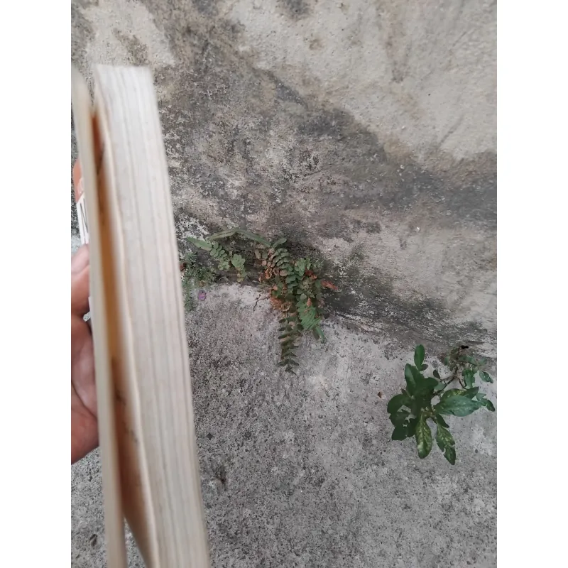 Những kiếp hoa dại của Vương Trí Nhàn  1026224