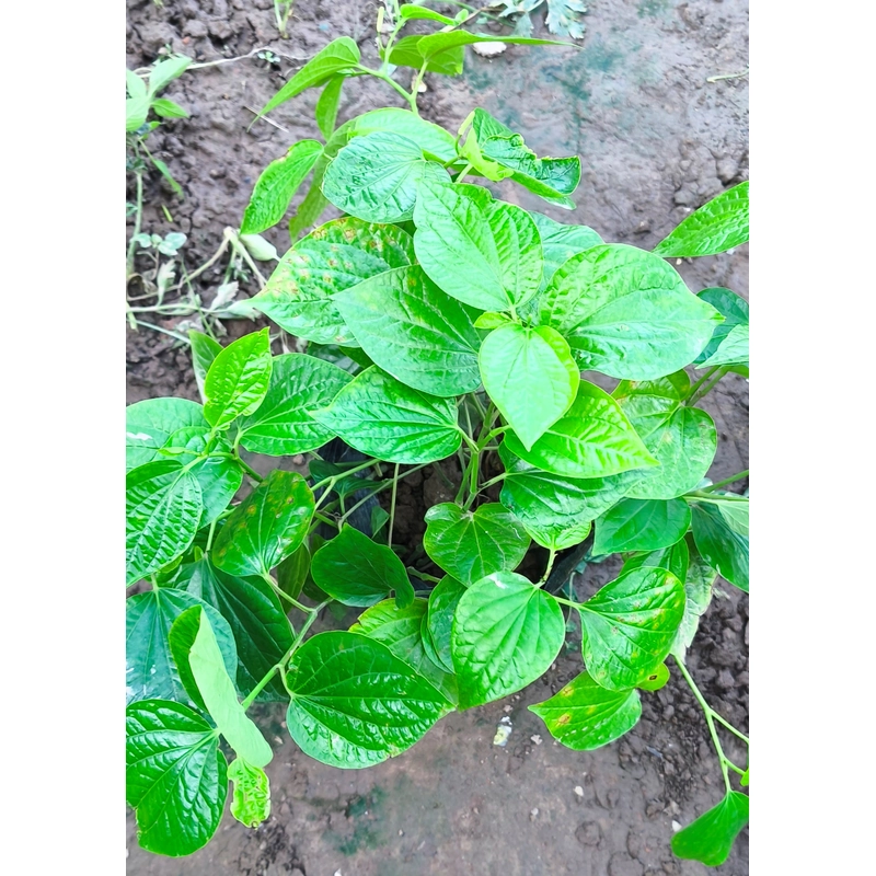 Chậu to cây lá lốt 478554