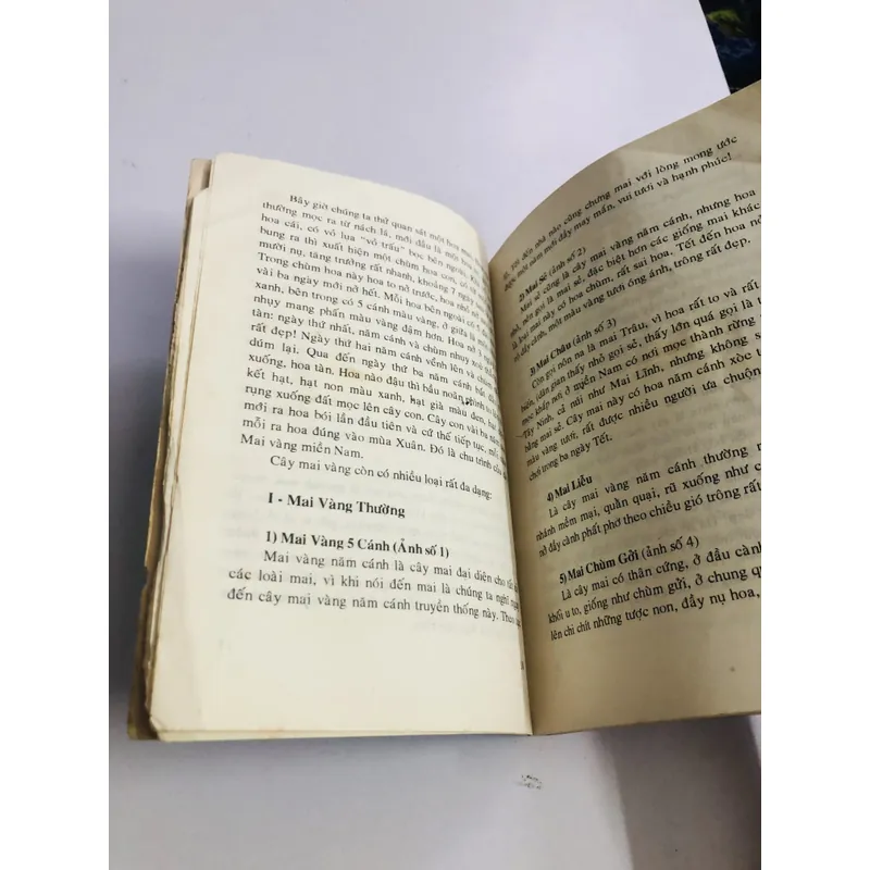 KỸ THUẬT TRỒNG VÀ GHÉP MAI 595067