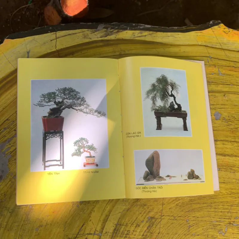  COMBO BONSAI CÂY DÁNG, THẾ VÀ NON BỘ & BONSAI CÂY KIỂNG CỔ 752666