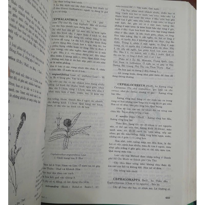 TỪ ĐIỂN THỰC VẬT THÔNG DỤNG - Võ Văn Chi 417576