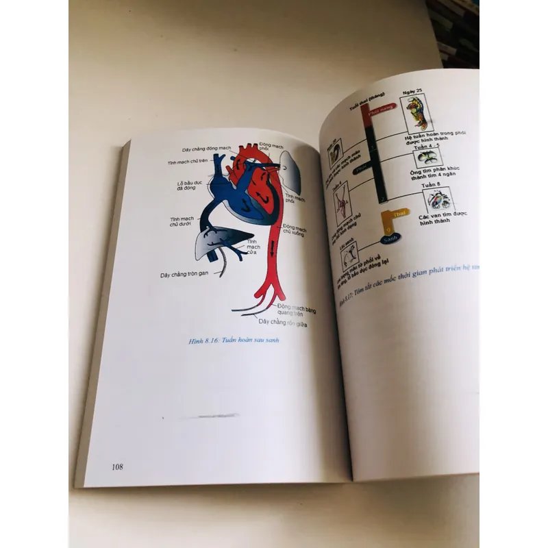 PHÔI THAI HỌC  2020 701987