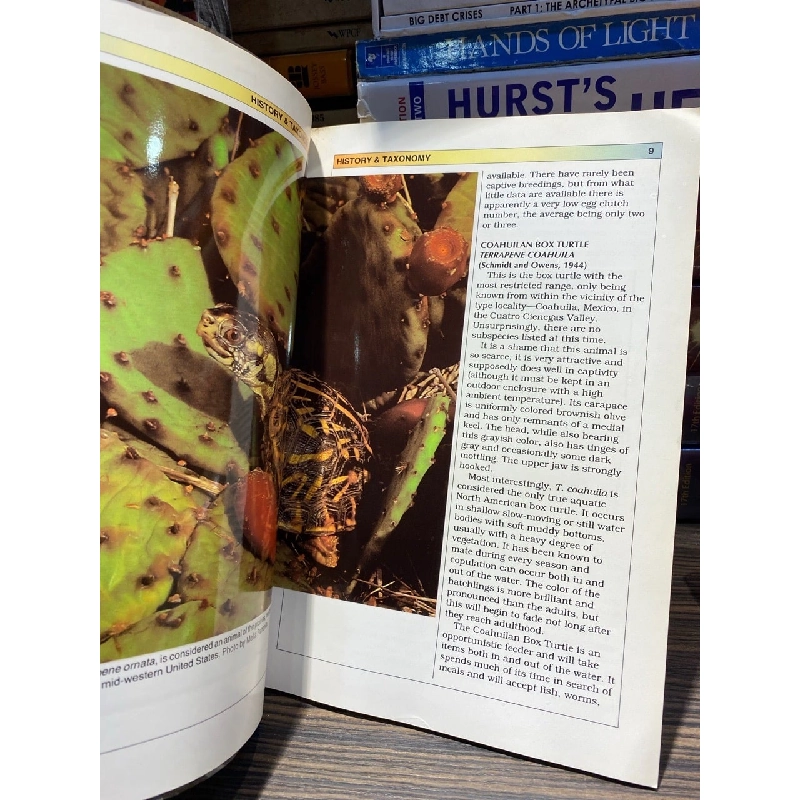 Box Turtles - Jordan Patterson 726815
