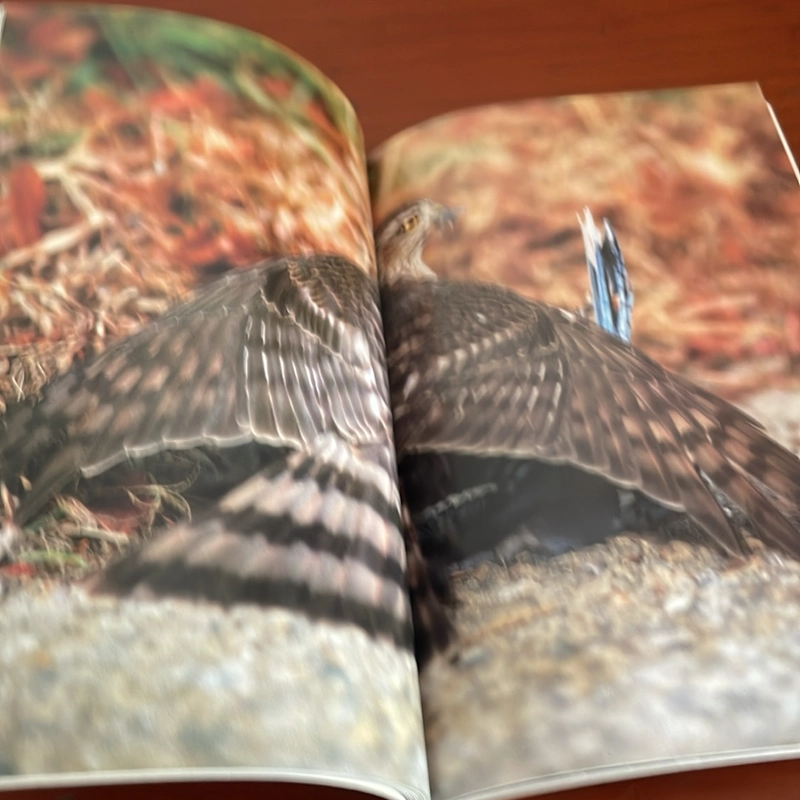 PICTURE BOOK Hunters on the wing Hawks 536751