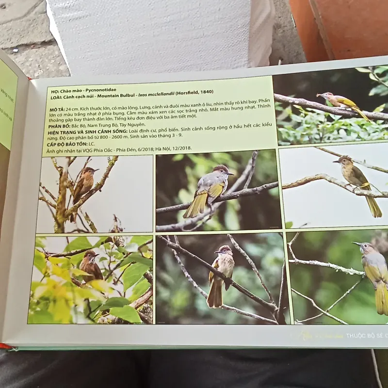 Atlas 300 Loài Chim Thuộc Bộ Sẻ Của Việt Nam - Phạm Hồng Phương 788319