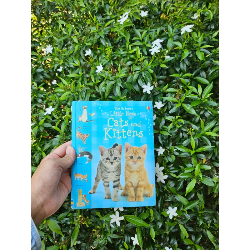 Cats and Kittens 995238