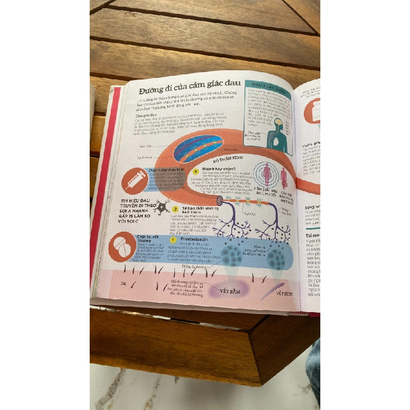 How The Body Works 531727