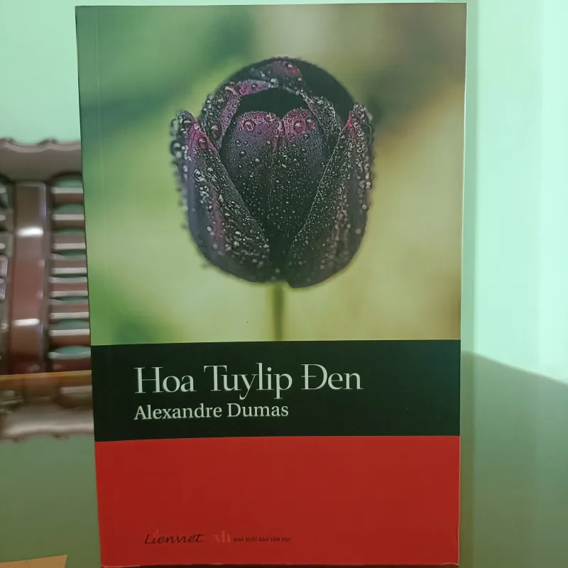 Hoa Tuylip Đen 558250