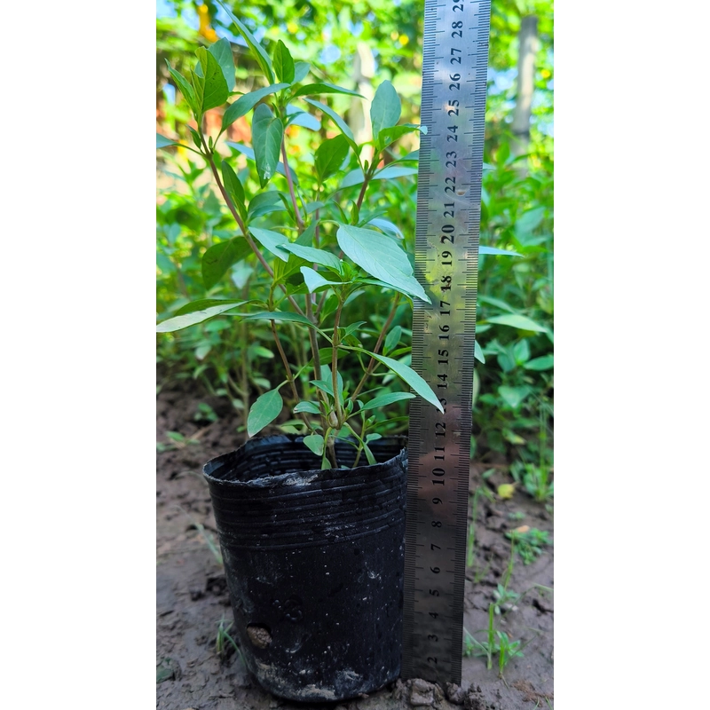 Chậu cây húng quế 478550