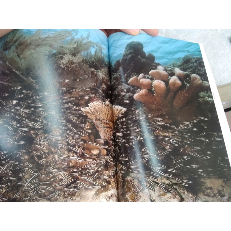 diving indonesia 498938