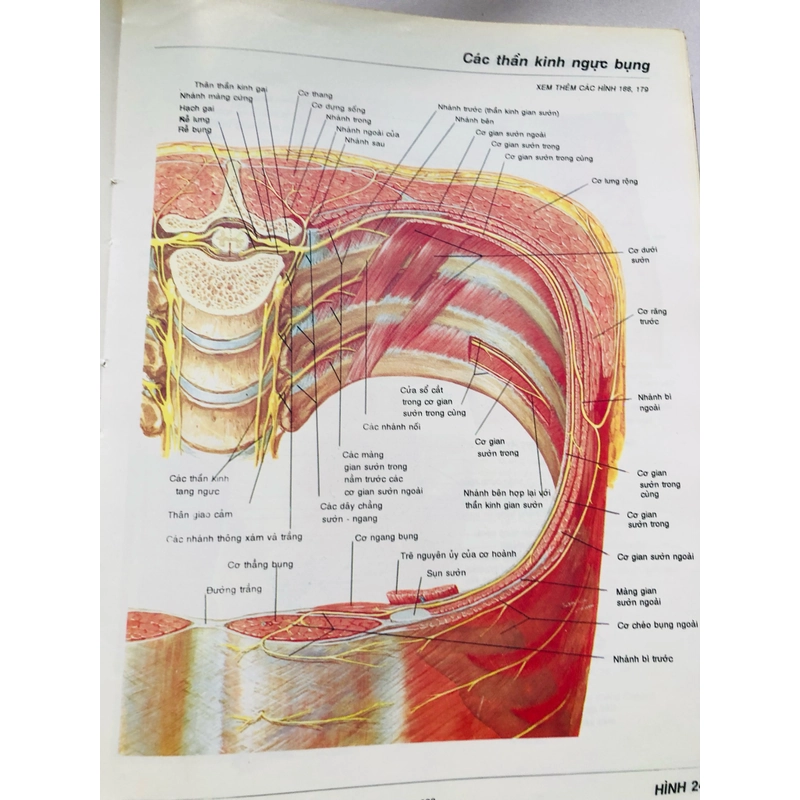 1. ATLAS GIẢI PHẪU NGƯỜI 470948