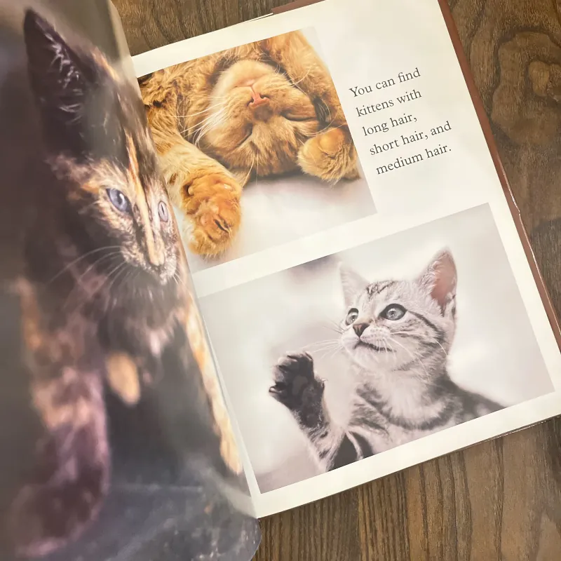 ✨𝑲𝒊𝒕𝒕𝒆𝒏𝒔✨ 693154