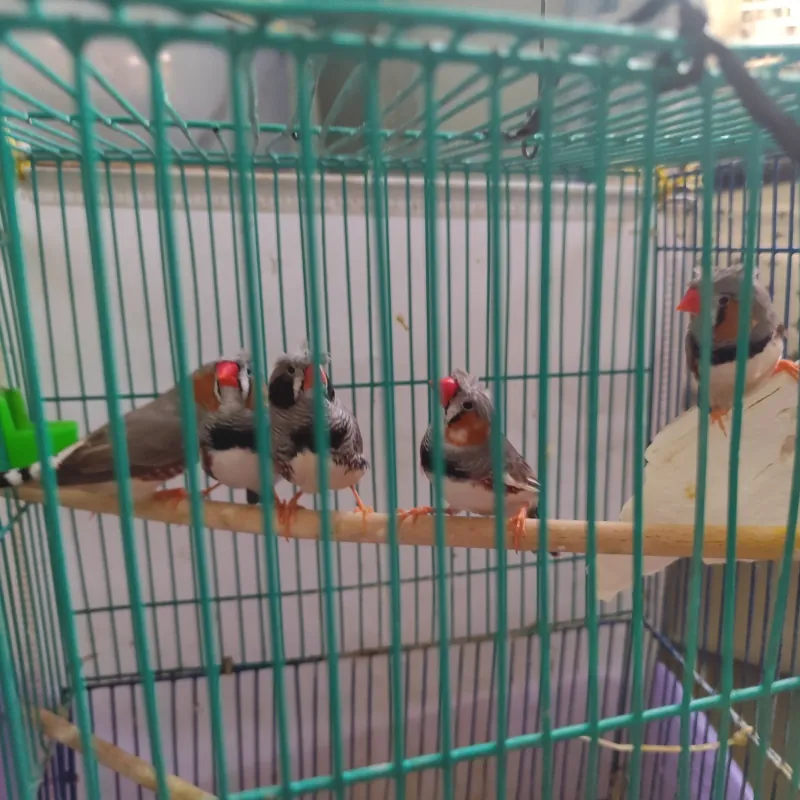 Chim manh manh Nhật trống bông cúc tóc xù - tuổi sinh sản - khoẻ mạnh 994747