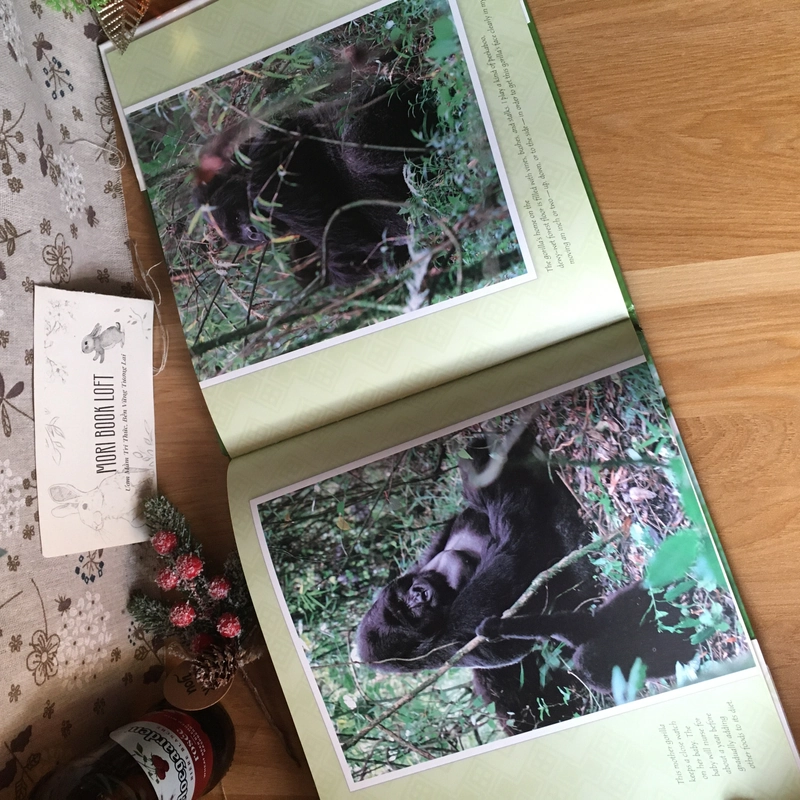 Sách tranh tiếng anh Breakfast in the Rainforest: A Visit with Mountain Gorillas, Used 476860