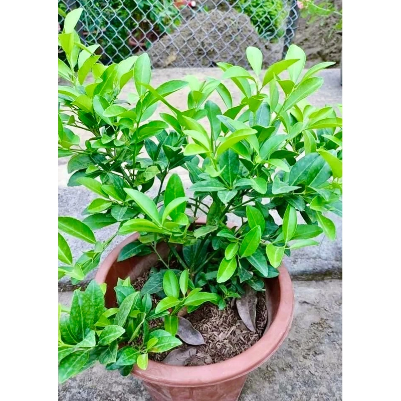 Cây chanh ta ăn lá ăn quả (đang hoa quả) cao 40-50cm 446057