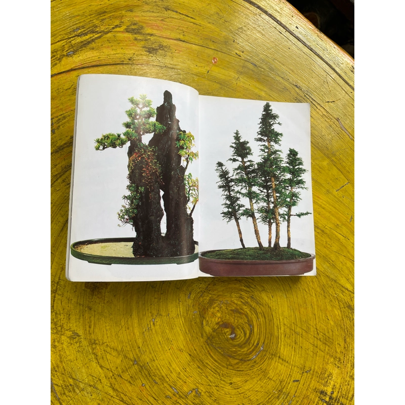 BONSAI TOÀN THƯ- HARRY TOMLINSON 543393