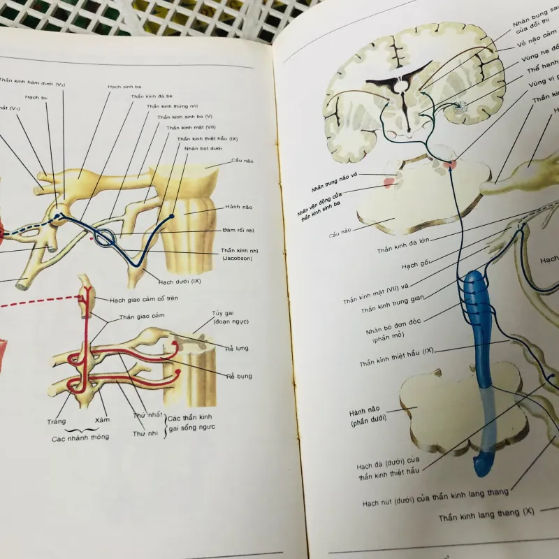 ATLAS GIẢI PHẪU NGƯỜI 1997 799114
