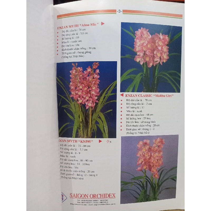 Kỹ thuật trồng và chăm sóc: Cymbidium nữ hoàng các loài lan 536818