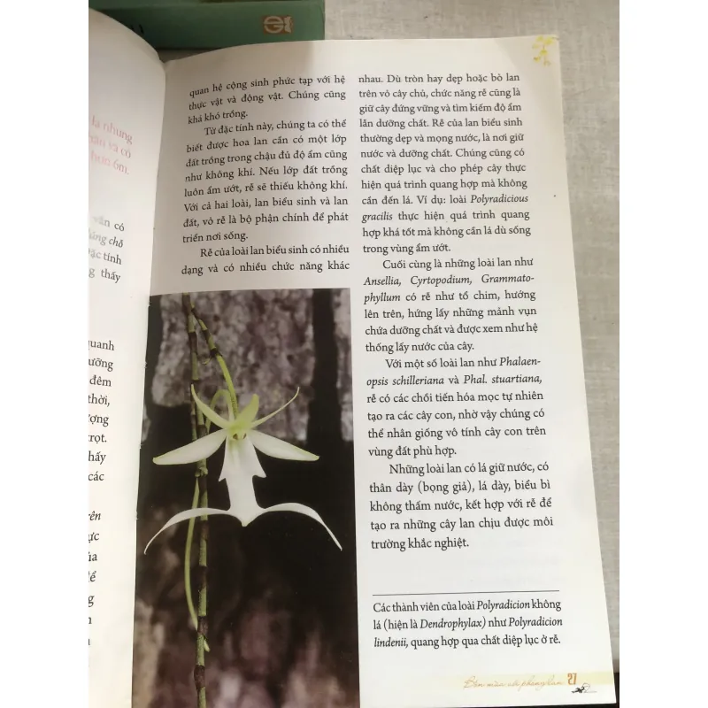 Bốn mùa với phong lan 778942