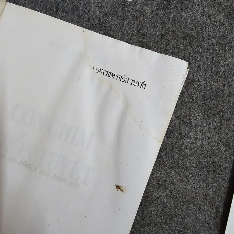 Con chim trốn tuyết 1004997