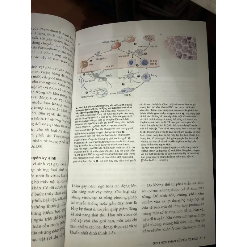 Sinh học phân tử của tế bào tập 1  1010153